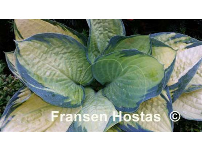 Hosta 